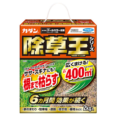 杉の花粉 ③ スギ